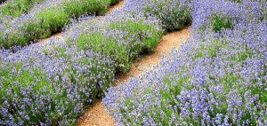 lavende